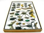 Echte exotische Insekten - Einzelstück - im 3D XL-Schaukasten - Wandbild 7-A-XL-27 – Bild 10