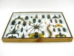 Echte exotische Insekten - Einzelstück - im 3D XL-Schaukasten - Wandbild 7-A-XL-27 – Bild 11