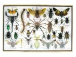Echte exotische Insekten - Einzelstück - im 3D XL-Schaukasten - Wandbild 8-A-XL-28 – Bild 2