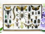 Echte exotische Insekten - Einzelstück - im 3D XL-Schaukasten - Wandbild 8-A-XL-28