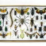 Echte exotische Insekten - Einzelstück - im 3D XL-Schaukasten - Wandbild 8-A-XL-28