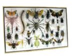 Echte exotische Insekten - Einzelstück - im 3D XL-Schaukasten - Wandbild 8-A-XL-28 – Bild 3