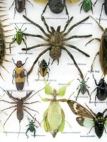 Echte exotische Insekten - Einzelstück - im 3D XL-Schaukasten - Wandbild 8-A-XL-28 – Bild 5