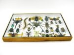 Echte exotische Insekten - Einzelstück - im 3D XL-Schaukasten - Wandbild 8-A-XL-28 – Bild 6