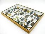 Echte exotische Insekten - Einzelstück - im 3D XL-Schaukasten - Wandbild 8-A-XL-28 – Bild 7
