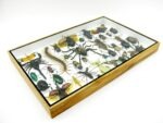Echte exotische Insekten - Einzelstück - im 3D XL-Schaukasten - Wandbild 8-A-XL-28 – Bild 8