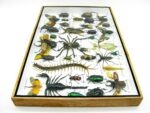 Echte exotische Insekten - Einzelstück - im 3D XL-Schaukasten - Wandbild 8-A-XL-28 – Bild 9