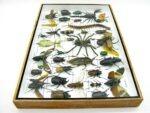 Echte exotische Insekten - Einzelstück - im 3D XL-Schaukasten - Wandbild 8-A-XL-28 – Bild 10