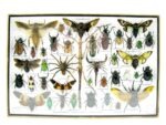 Echte exotische Insekten - Einzelstück - im 3D XL-Schaukasten - Wandbild 7-A-XL-29 – Bild 2