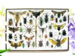 Echte exotische Insekten - Einzelstück - im 3D XL-Schaukasten - Wandbild 7-A-XL-29