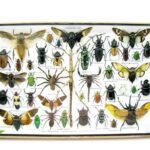 Echte exotische Insekten - Einzelstück - im 3D XL-Schaukasten - Wandbild 7-A-XL-29