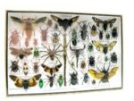 Echte exotische Insekten - Einzelstück - im 3D XL-Schaukasten - Wandbild 7-A-XL-29 – Bild 3