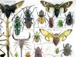 Echte exotische Insekten - Einzelstück - im 3D XL-Schaukasten - Wandbild 7-A-XL-29 – Bild 5