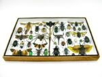 Echte exotische Insekten - Einzelstück - im 3D XL-Schaukasten - Wandbild 7-A-XL-29 – Bild 6