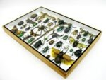 Echte exotische Insekten - Einzelstück - im 3D XL-Schaukasten - Wandbild 7-A-XL-29 – Bild 7