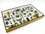 Echte exotische Insekten - Einzelstück - im 3D XL-Schaukasten - Wandbild 7-A-XL-29 – Bild 8