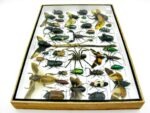 Echte exotische Insekten - Einzelstück - im 3D XL-Schaukasten - Wandbild 7-A-XL-29 – Bild 11