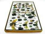 Echte exotische Insekten - Einzelstück - im 3D XL-Schaukasten - Wandbild 7-A-XL-29 – Bild 9