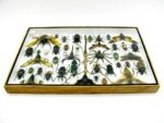 Echte exotische Insekten - Einzelstück - im 3D XL-Schaukasten - Wandbild 7-A-XL-29 – Bild 10