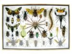 Echte exotische Insekten - Einzelstück - im 3D XL-Schaukasten - Wandbild 8-A-XL-30 – Bild 2