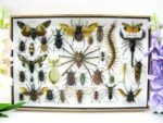Echte exotische Insekten - Einzelstück - im 3D XL-Schaukasten - Wandbild 8-A-XL-30