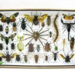 Echte exotische Insekten - Einzelstück - im 3D XL-Schaukasten - Wandbild 8-A-XL-30