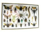 Echte exotische Insekten - Einzelstück - im 3D XL-Schaukasten - Wandbild 8-A-XL-30 – Bild 3