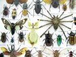 Echte exotische Insekten - Einzelstück - im 3D XL-Schaukasten - Wandbild 8-A-XL-30 – Bild 5