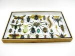 Echte exotische Insekten - Einzelstück - im 3D XL-Schaukasten - Wandbild 8-A-XL-30 – Bild 6