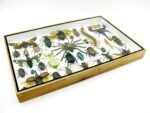 Echte exotische Insekten - Einzelstück - im 3D XL-Schaukasten - Wandbild 8-A-XL-30 – Bild 8