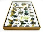 Echte exotische Insekten - Einzelstück - im 3D XL-Schaukasten - Wandbild 8-A-XL-30 – Bild 9