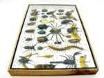 Echte exotische Insekten - Einzelstück - im 3D XL-Schaukasten - Wandbild 8-A-XL-30 – Bild 10
