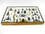 Echte exotische Insekten - Einzelstück - im 3D XL-Schaukasten - Wandbild 8-A-XL-30 – Bild 11
