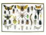 Echte exotische Insekten - Einzelstück - im 3D XL-Schaukasten - Wandbild 8-A-XL-31 – Bild 2