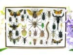 Echte exotische Insekten - Einzelstück - im 3D XL-Schaukasten - Wandbild 8-A-XL-31