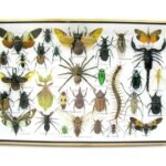 Echte exotische Insekten - Einzelstück - im 3D XL-Schaukasten - Wandbild 8-A-XL-31