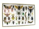 Echte exotische Insekten - Einzelstück - im 3D XL-Schaukasten - Wandbild 8-A-XL-31 – Bild 4