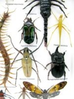 Echte exotische Insekten - Einzelstück - im 3D XL-Schaukasten - Wandbild 8-A-XL-31 – Bild 6