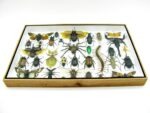 Echte exotische Insekten - Einzelstück - im 3D XL-Schaukasten - Wandbild 8-A-XL-31 – Bild 7