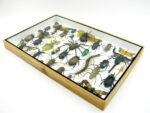 Echte exotische Insekten - Einzelstück - im 3D XL-Schaukasten - Wandbild 8-A-XL-31 – Bild 8