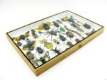 Echte exotische Insekten - Einzelstück - im 3D XL-Schaukasten - Wandbild 8-A-XL-31 – Bild 9
