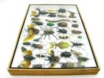 Echte exotische Insekten - Einzelstück - im 3D XL-Schaukasten - Wandbild 8-A-XL-31 – Bild 10