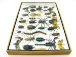 Echte exotische Insekten - Einzelstück - im 3D XL-Schaukasten - Wandbild 8-A-XL-31 – Bild 11
