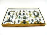 Echte exotische Insekten - Einzelstück - im 3D XL-Schaukasten - Wandbild 8-A-XL-31 – Bild 12