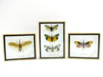 Pyrops sultanus - L - echtes tropisches Insekt - im 3D Schaukasten - Wandbild – Bild 14