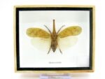 Zanna Noblis - XL - echtes tropisches Insekt - im 3D Schaukasten - Wandbild – Bild 2