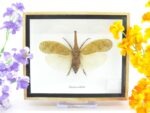 Zanna Noblis - XL - echtes tropisches Insekt - im 3D Schaukasten - Wandbild