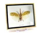 Zanna Noblis - XL - echtes tropisches Insekt - im 3D Schaukasten - Wandbild – Bild 3
