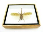 Zanna Noblis - XL - echtes tropisches Insekt - im 3D Schaukasten - Wandbild – Bild 6