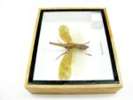 Zanna Noblis - XL - echtes tropisches Insekt - im 3D Schaukasten - Wandbild – Bild 9
